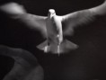 /album/fotos/pomba-c-jpg/